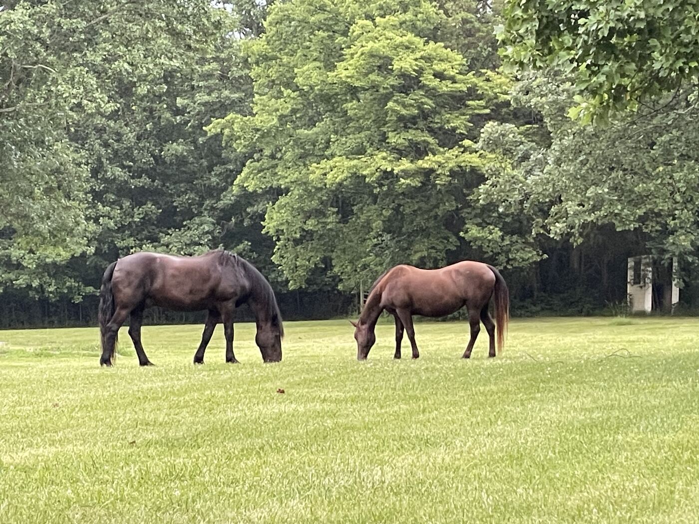 Horses grazing at Entwood Farms