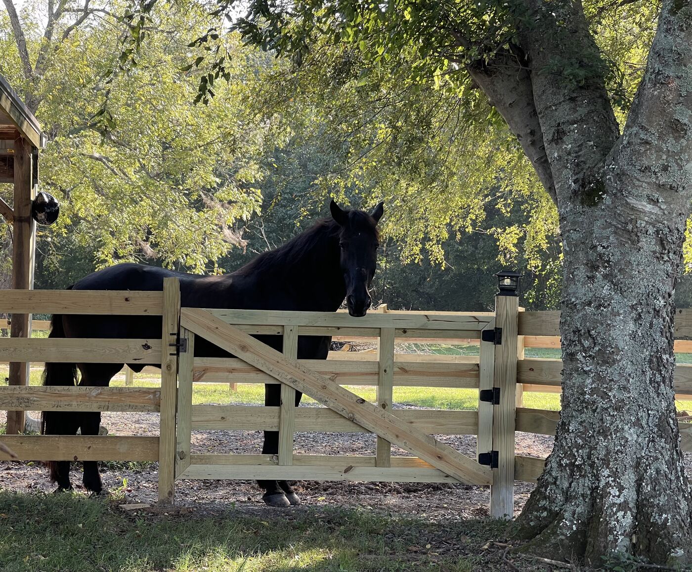 Black horse at the gate