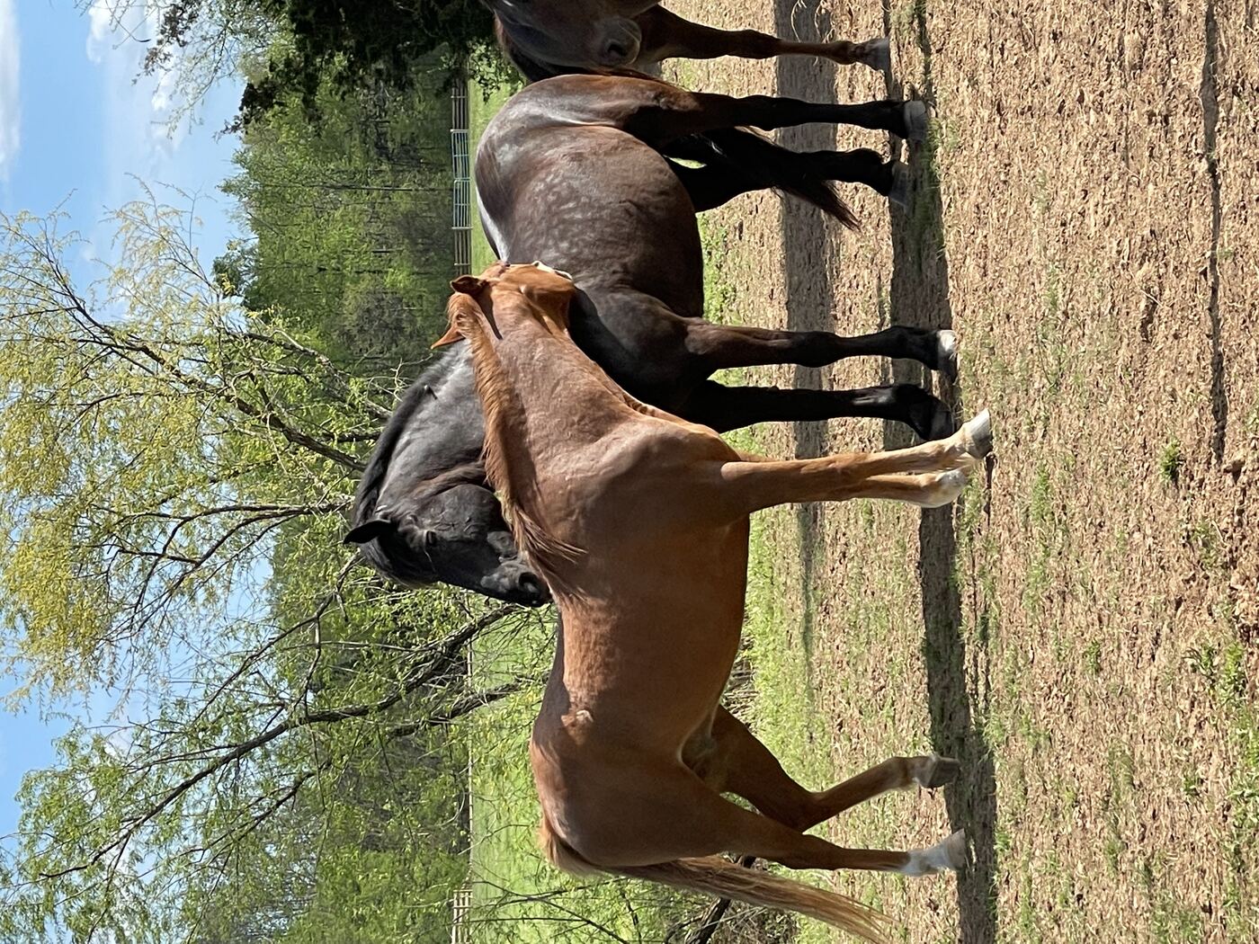 Horses together in the pasture