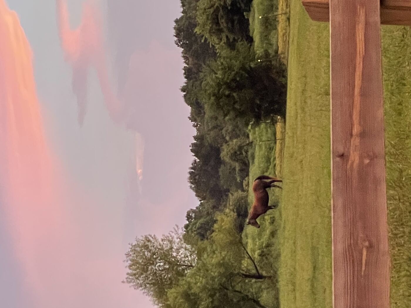 Retirement boarding at Entwood Farms
