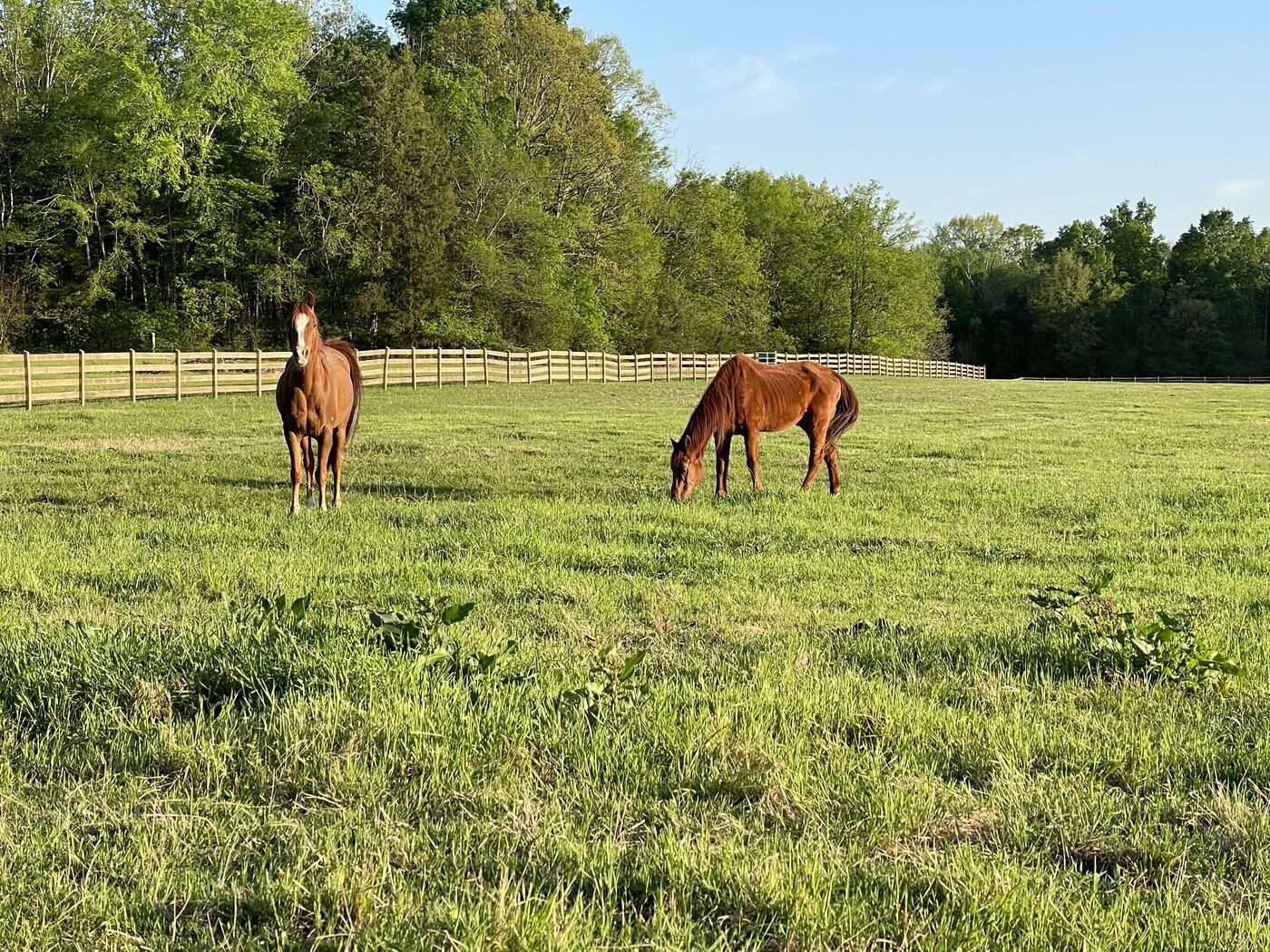 Horses grazing
