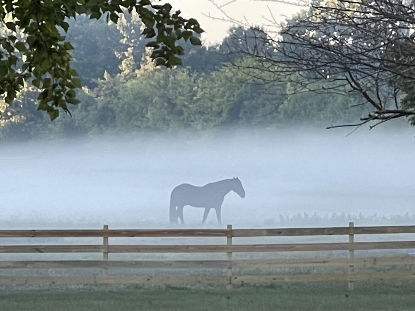 Morning fog pasture