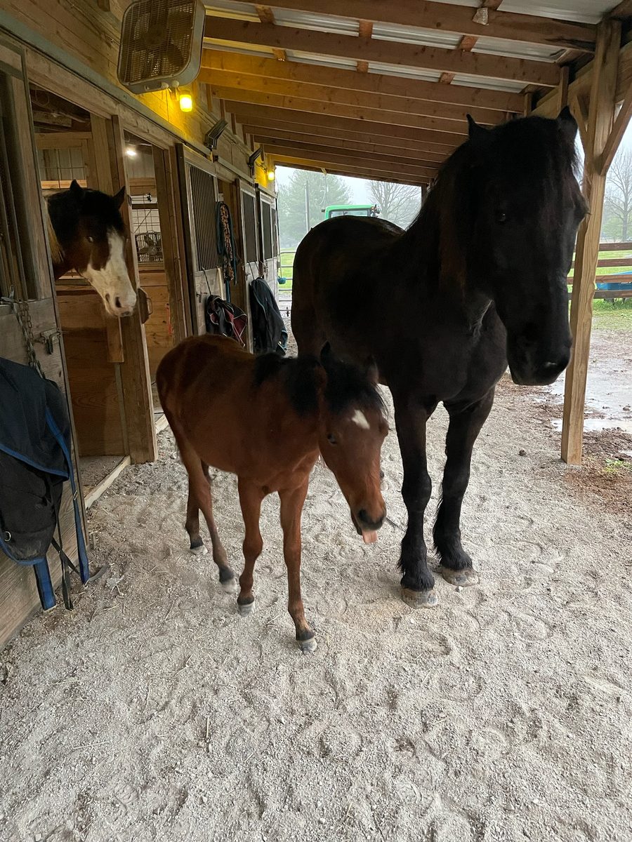 Entwood Farms photo 19