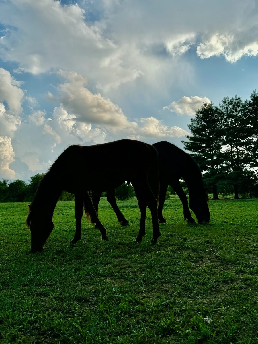 Entwood Farms photo 25