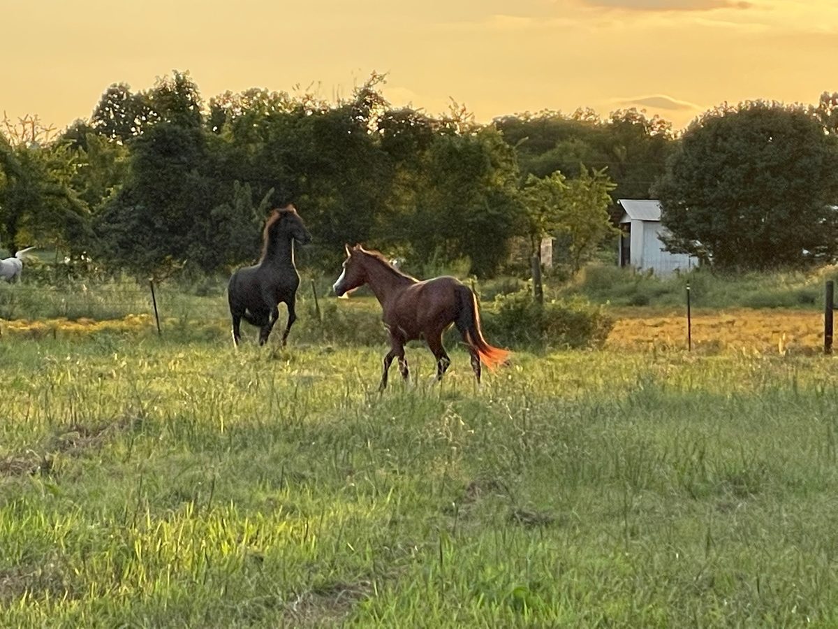 Entwood Farms photo 54